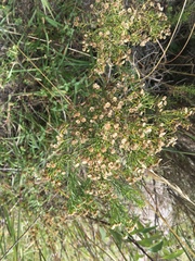 Baccharis boliviensis
