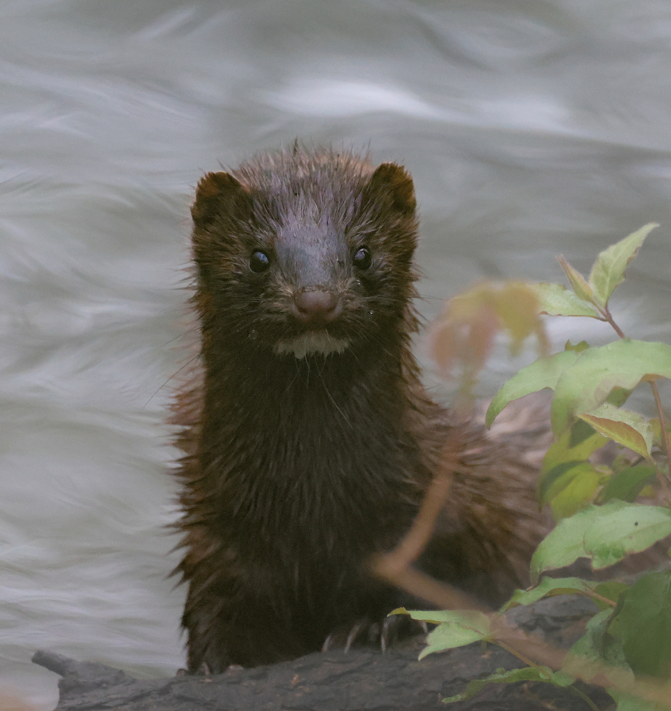 American Mink from Morton Arboretum, Dupage County, IL, USA on April 28 ...