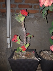 Euphorbia milii