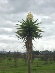 Yucca gigantea