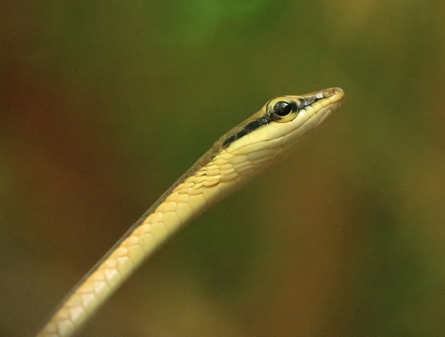 Giri's Bronzeback Tree Snake