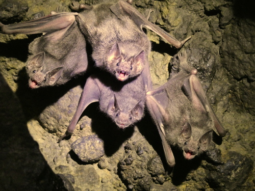 Common Vampire Bat
