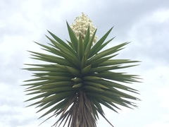Yucca gigantea