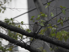 Turdus migratorius
