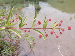 Cephalanthus salicifolius