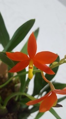 Prosthechea vitellina