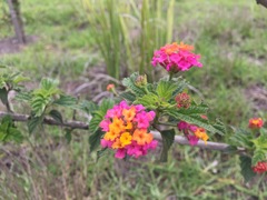 Lantana camara