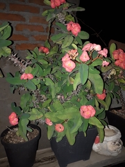 Euphorbia milii