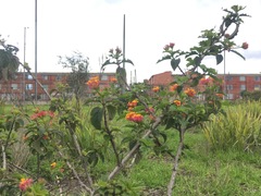 Lantana camara