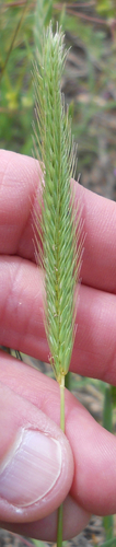 Hordeum pusillum iNat (2)