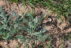 Sophora nuttalliana