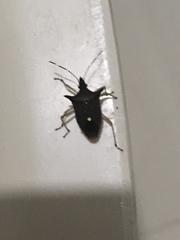 Proxys albopunctulatus