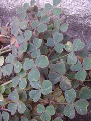 Oxalis tuberosa