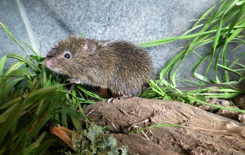 Dark-furred Akodont (Necromys obscurus) — Least Concern Mammalia