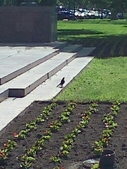 Turdus migratorius