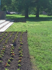 Turdus migratorius