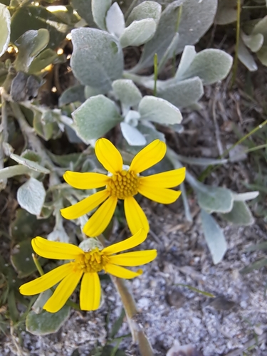 Image of Osteospermum incanum by (c) Noeleen du Toit, some rights reserved (CC BY-SA)
