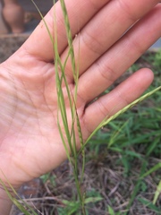 Andropogon fastigiatus