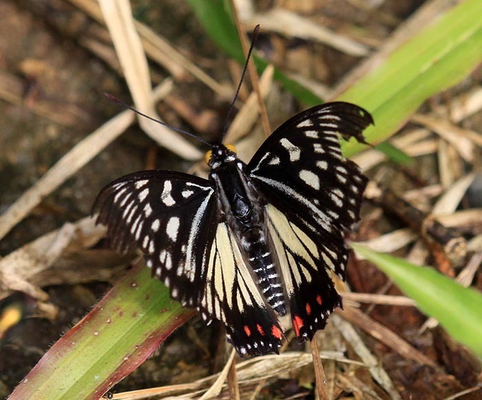 Euripus