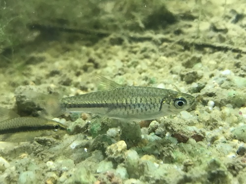 Largescaled rasbora