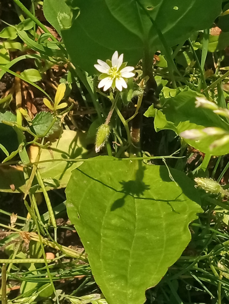 chickweeds from Wolf Trap, VA, USA on April 28, 2024 at 11:51 AM by ...