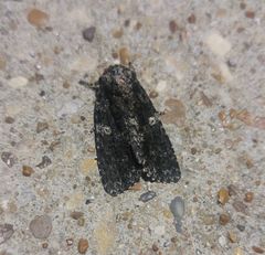 Acronicta afflicta