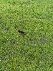 Sturnus vulgaris