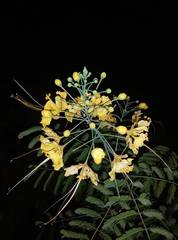 Caesalpinia pulcherrima flava