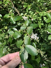 Ligustrum sinense