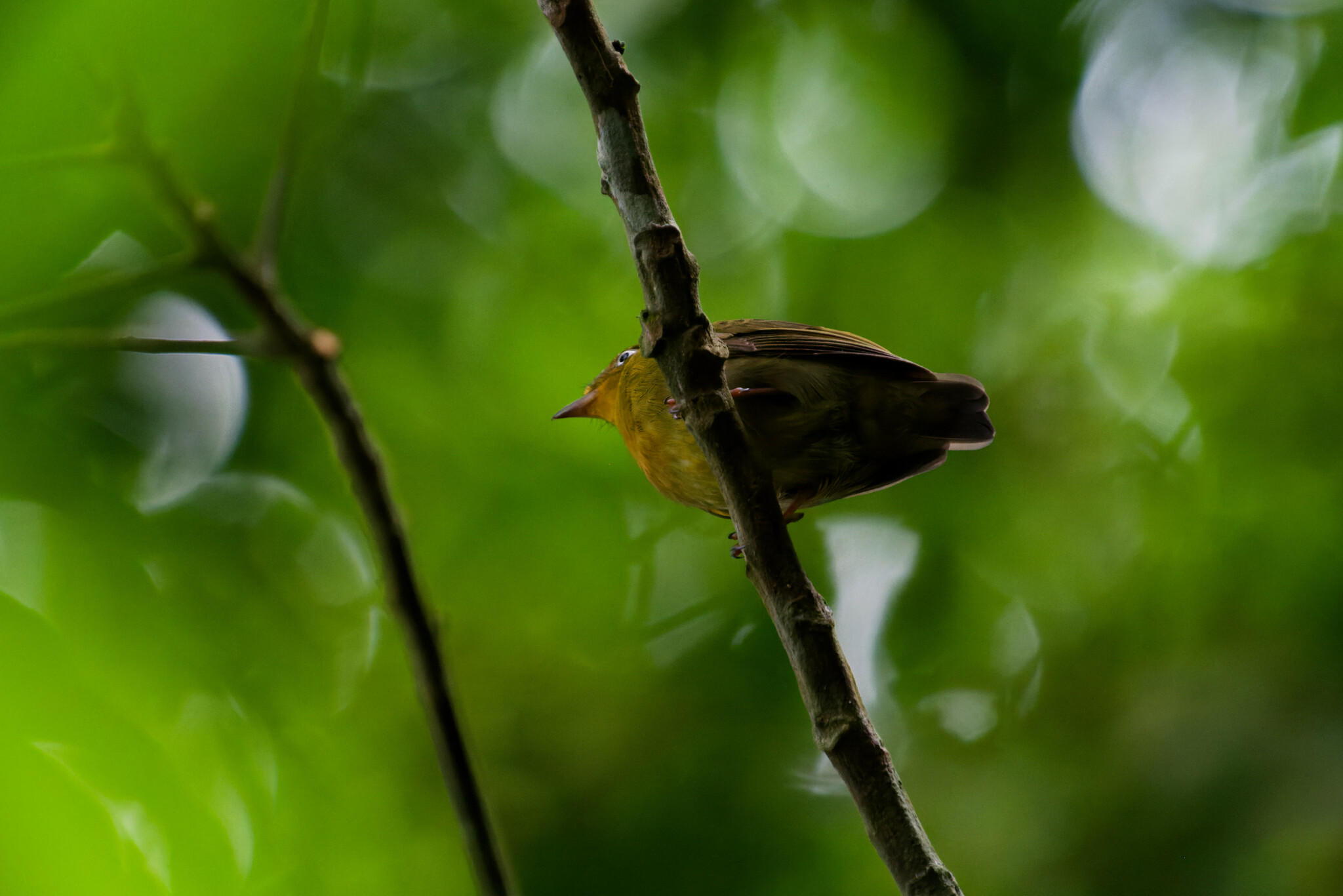 Crimson-hooded Manakin (Pipra aureola), photo 1