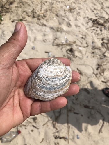 Mercenaria campechiensis