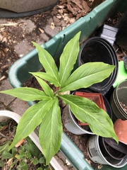 Pinellia pedatisecta