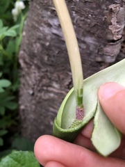 Pinellia pedatisecta