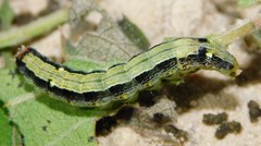 Hypocala rostrata