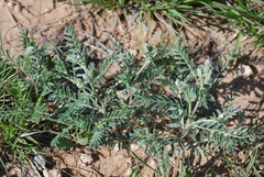 Sophora nuttalliana