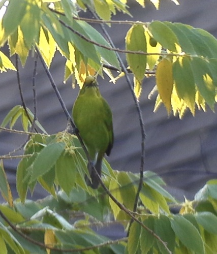 Lesser Green Leafbird