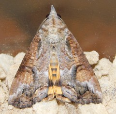 Hypocala rostrata