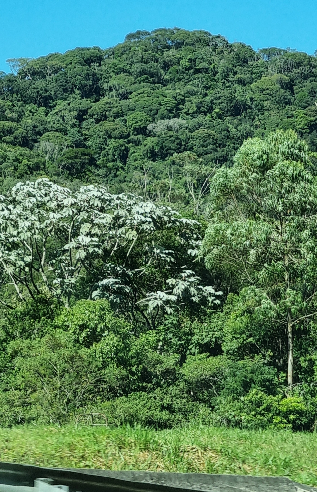 Imagem de Embaúba