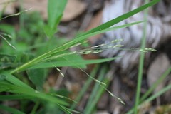 Panicum diffusum