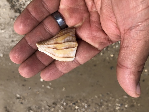 Sinistrofulgur pulleyi