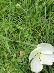 Oenothera tetraptera