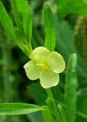Oenothera spachiana
