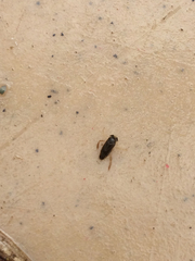 Nepomorpha