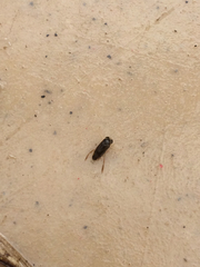 Nepomorpha