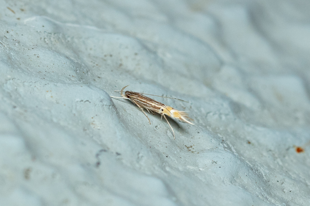 Cosmopterix hamifera