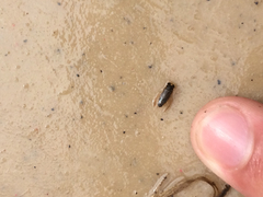 Nepomorpha