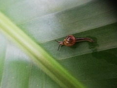 Ovachlamys fulgens