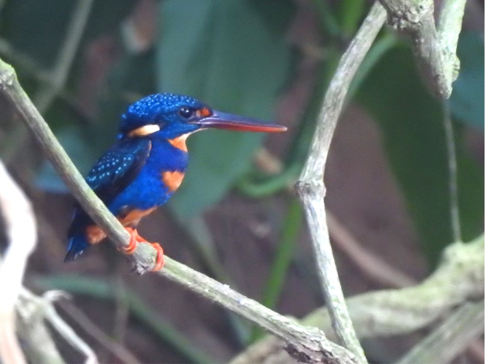 Indigo-banded Kingfisher (Ceyx cyanopectus), photo 4