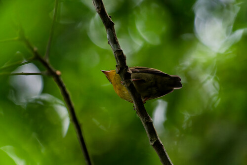 Crimson-hooded Manakin (Pipra aureola), photo 3