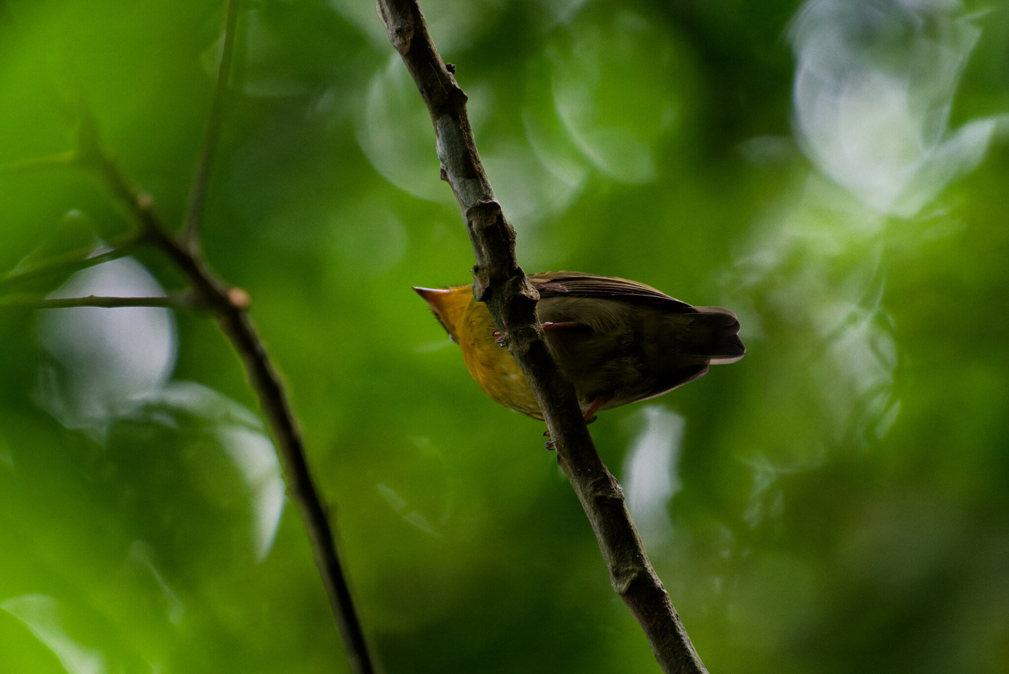 Crimson-hooded Manakin (Pipra aureola), photo 2